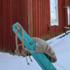 ECOCHAIR 120 Pine turquoise